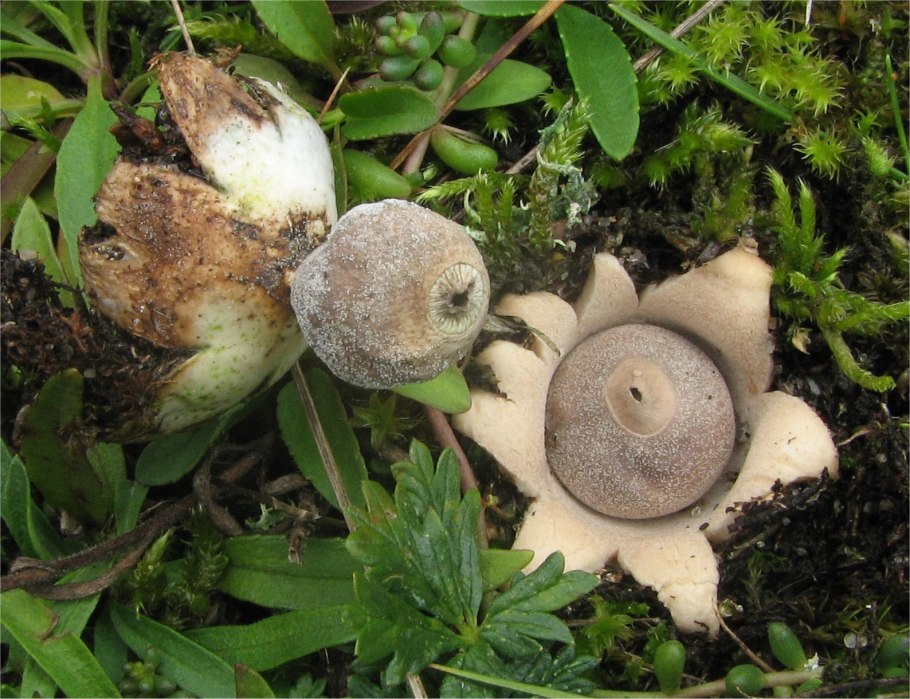 Звездовик четырехлопастный (Geastrum quadrifidum