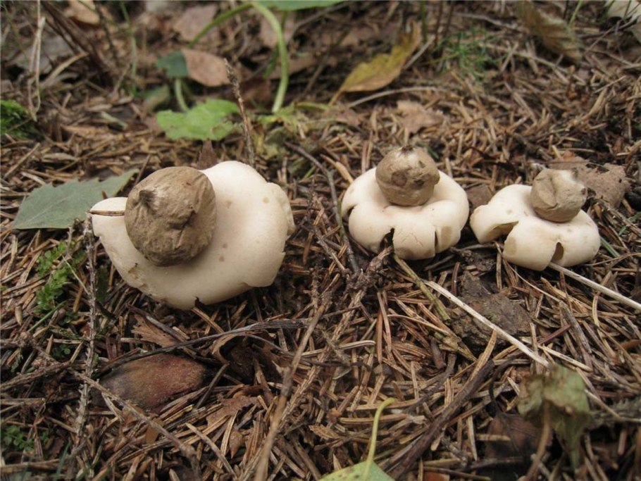 Звездовик сводчатый Geastrum fornicatum