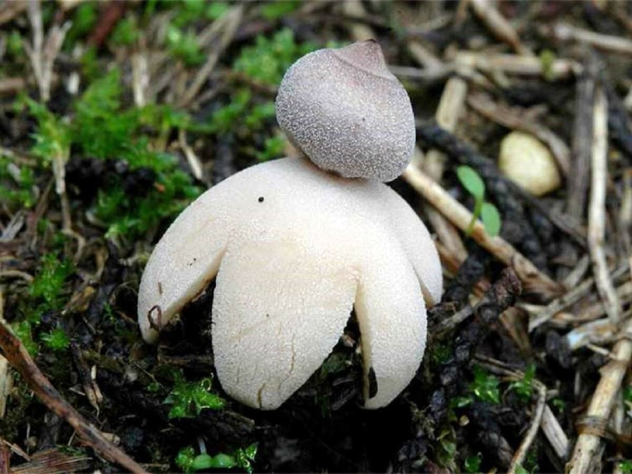 Гриб звезда звездовик