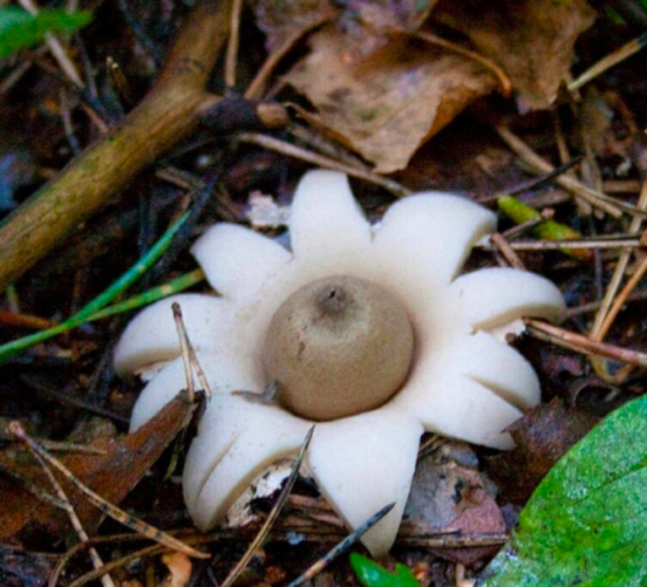 Геаструм касатум