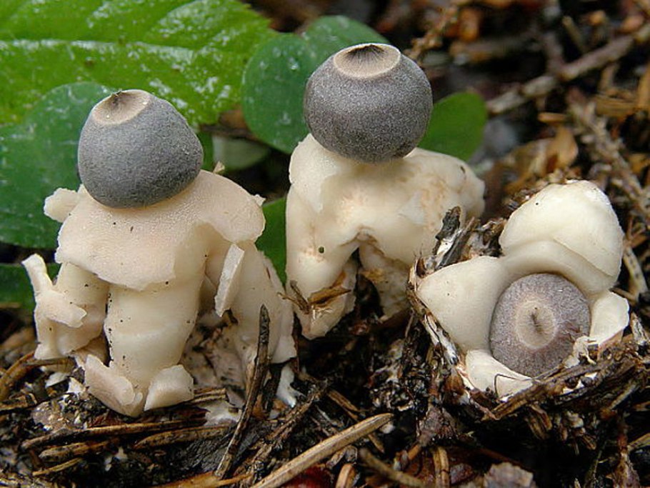 Звездовик (Geastrum)