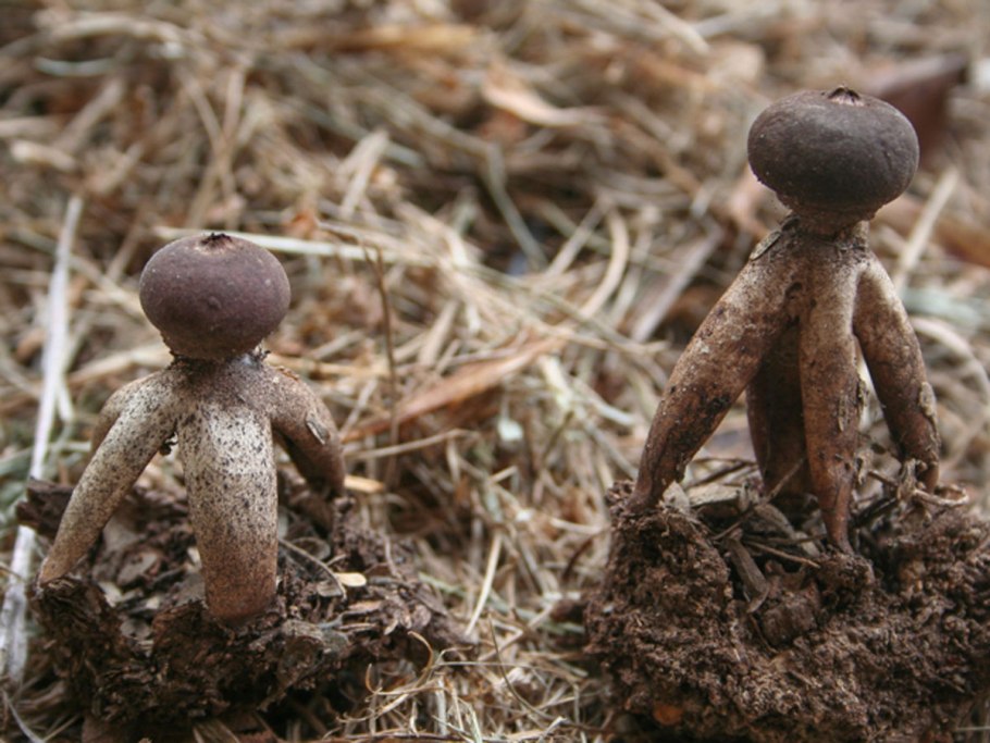 Geastrum fimbriatum – звездовик бахромчатый.