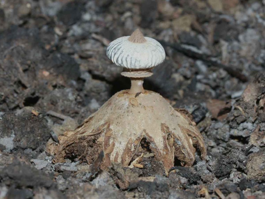 Звездовик мешковидный