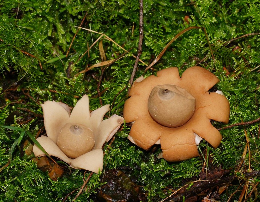 Гриб звезда звездовик