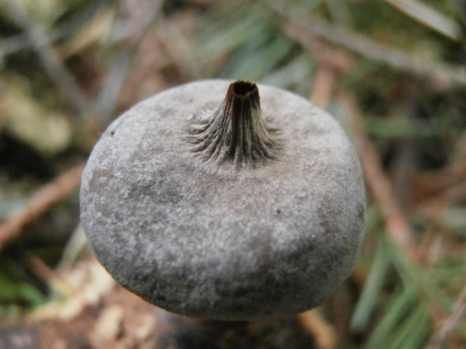 Звездовик четырёхлопастный