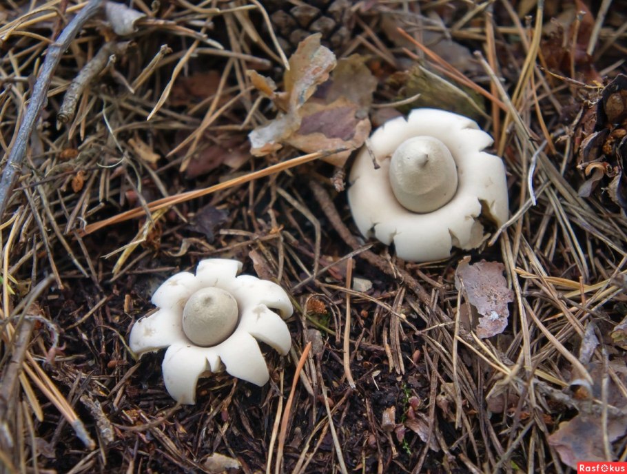 Geastrum fimbriatum