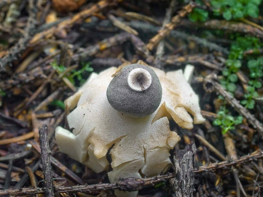 Гриб звездовик полосатый