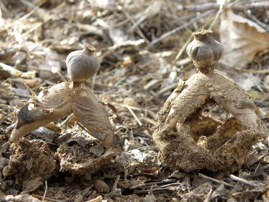 Звездовик полосатый
