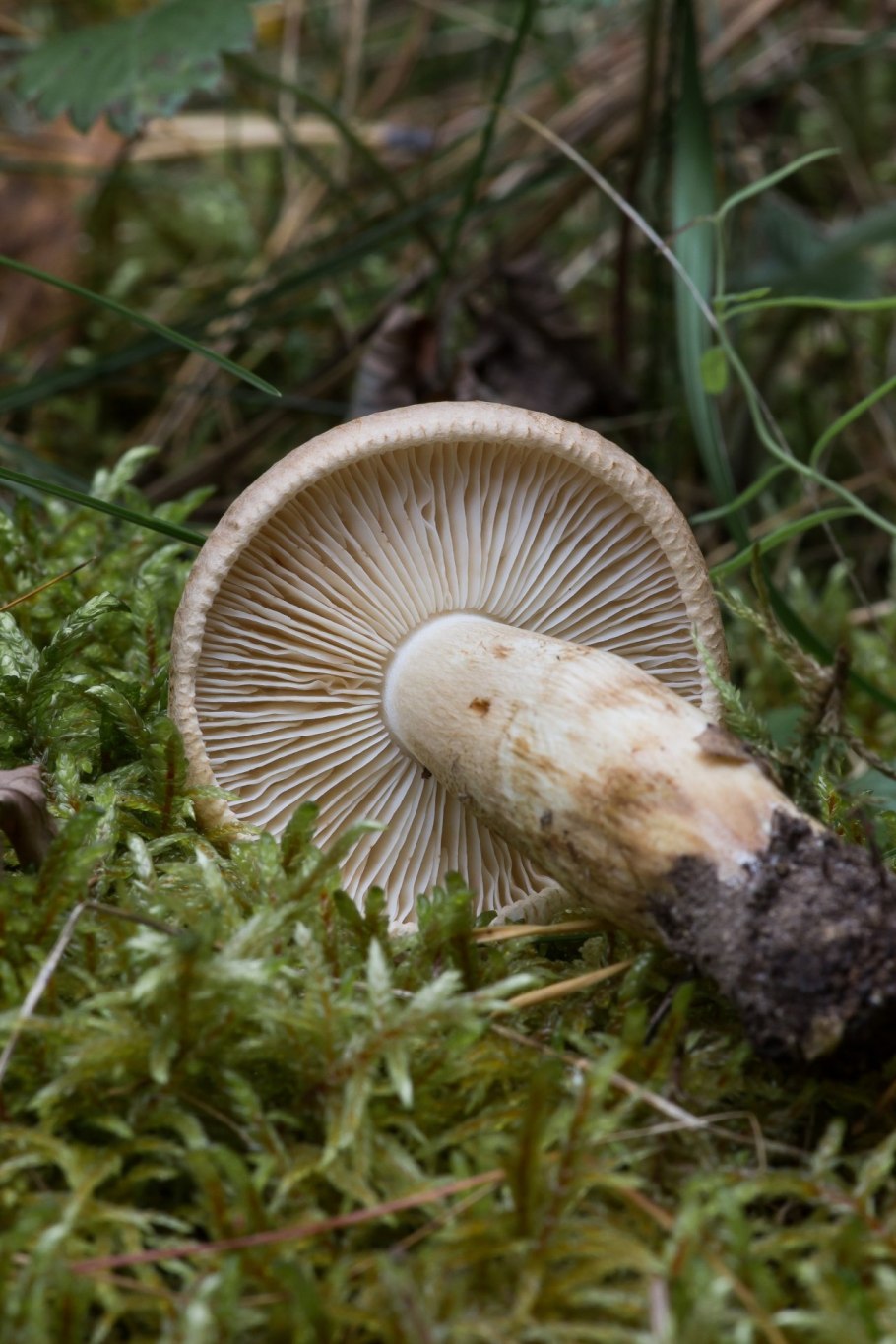 Tricholoma imbricatum