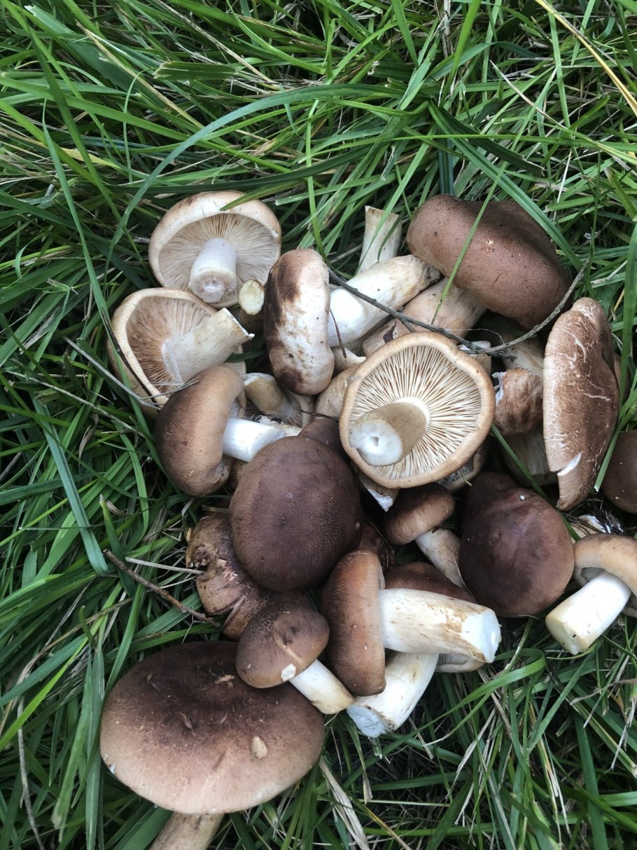 Tricholoma imbricatum