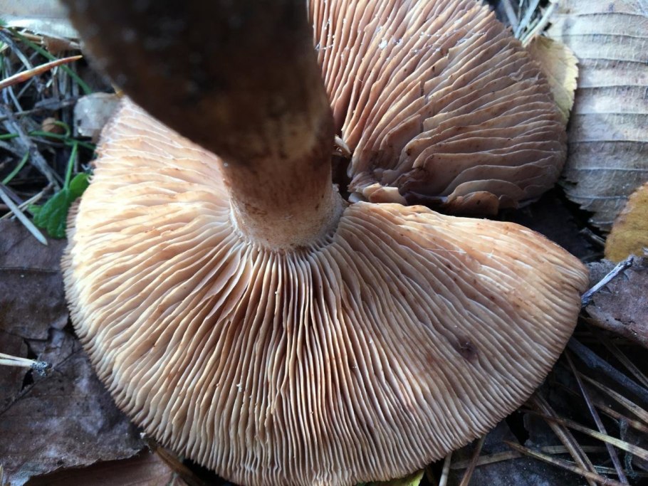 Рядовка Чешуйчатая Tricholoma imbricatum