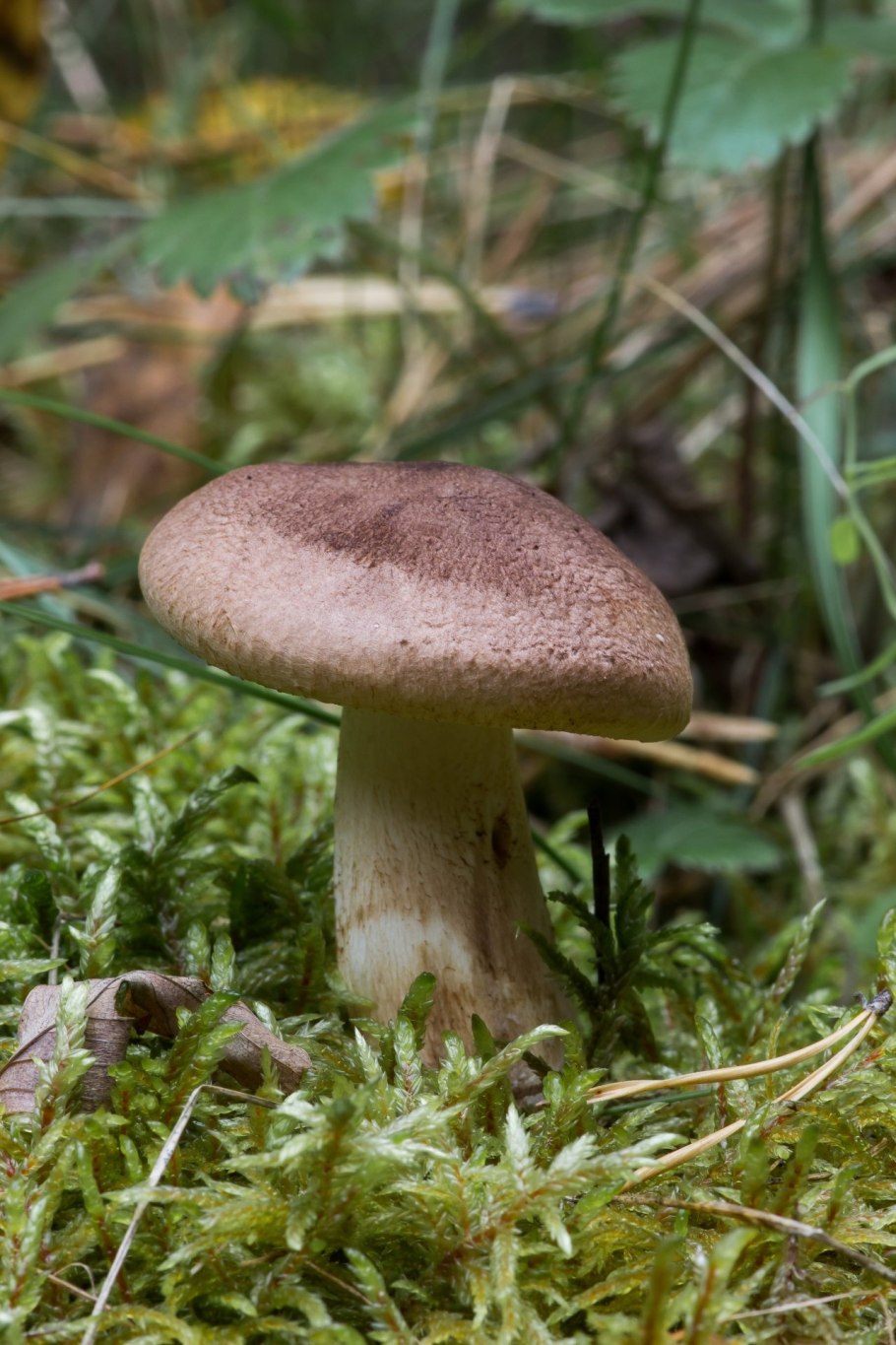 Рядовка коричневая Tricholoma imbricatum