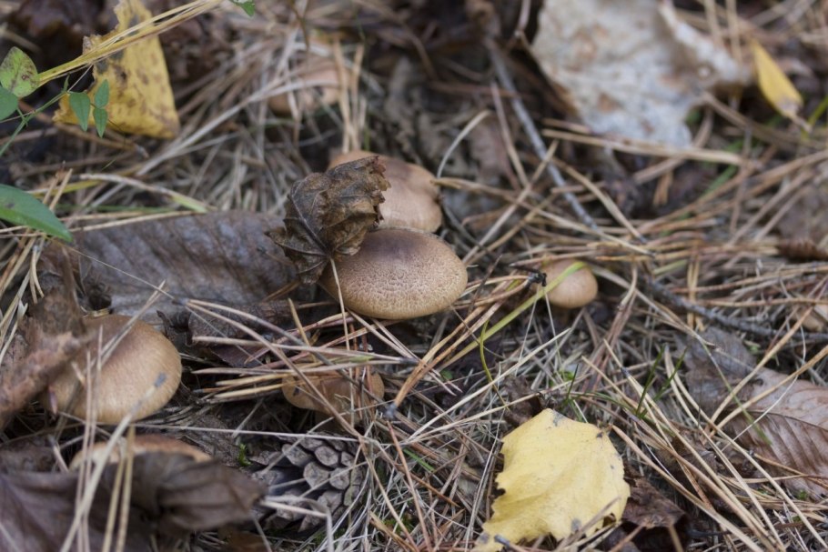 Грибы морозики в саратовской области
