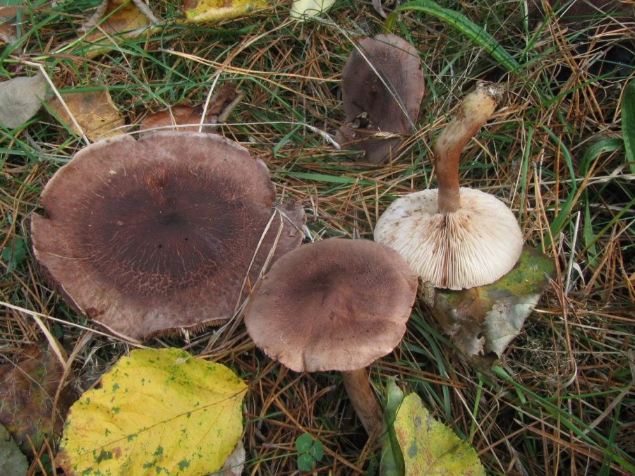 Рядовка краснеющая