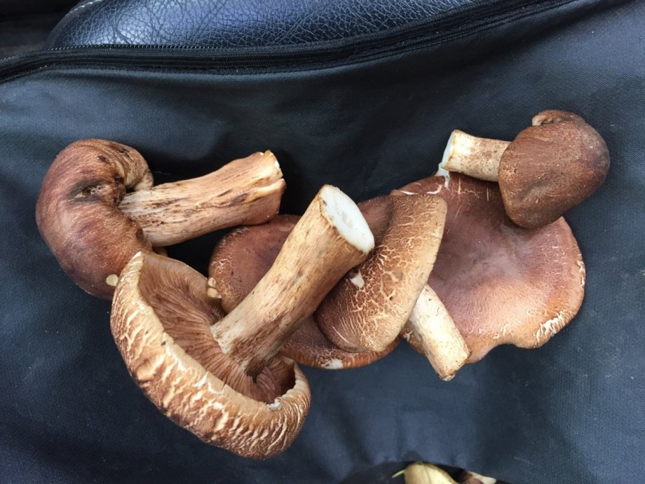 Рядовка коричневая