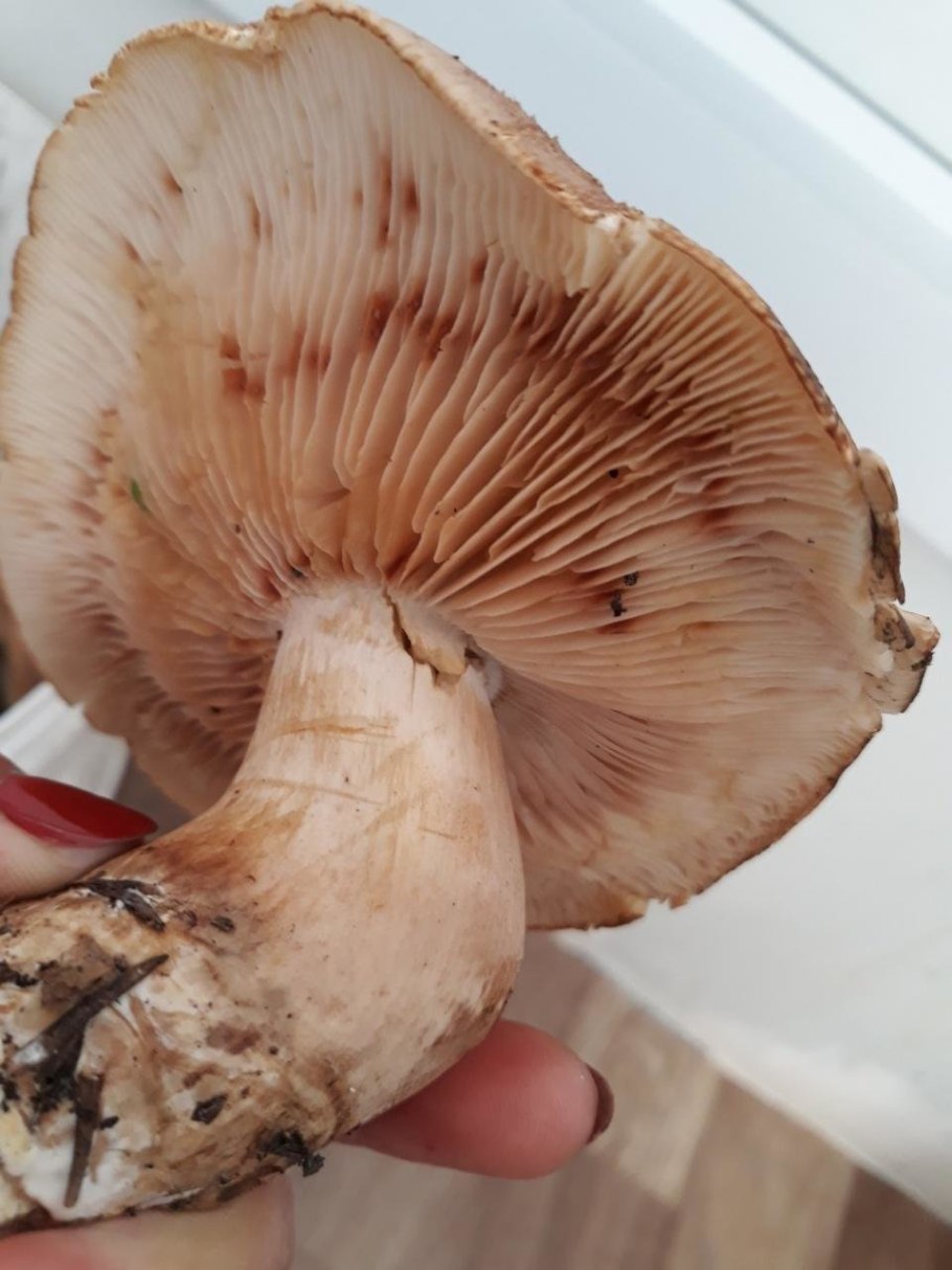 Гриб рядовка Чешуйчатая