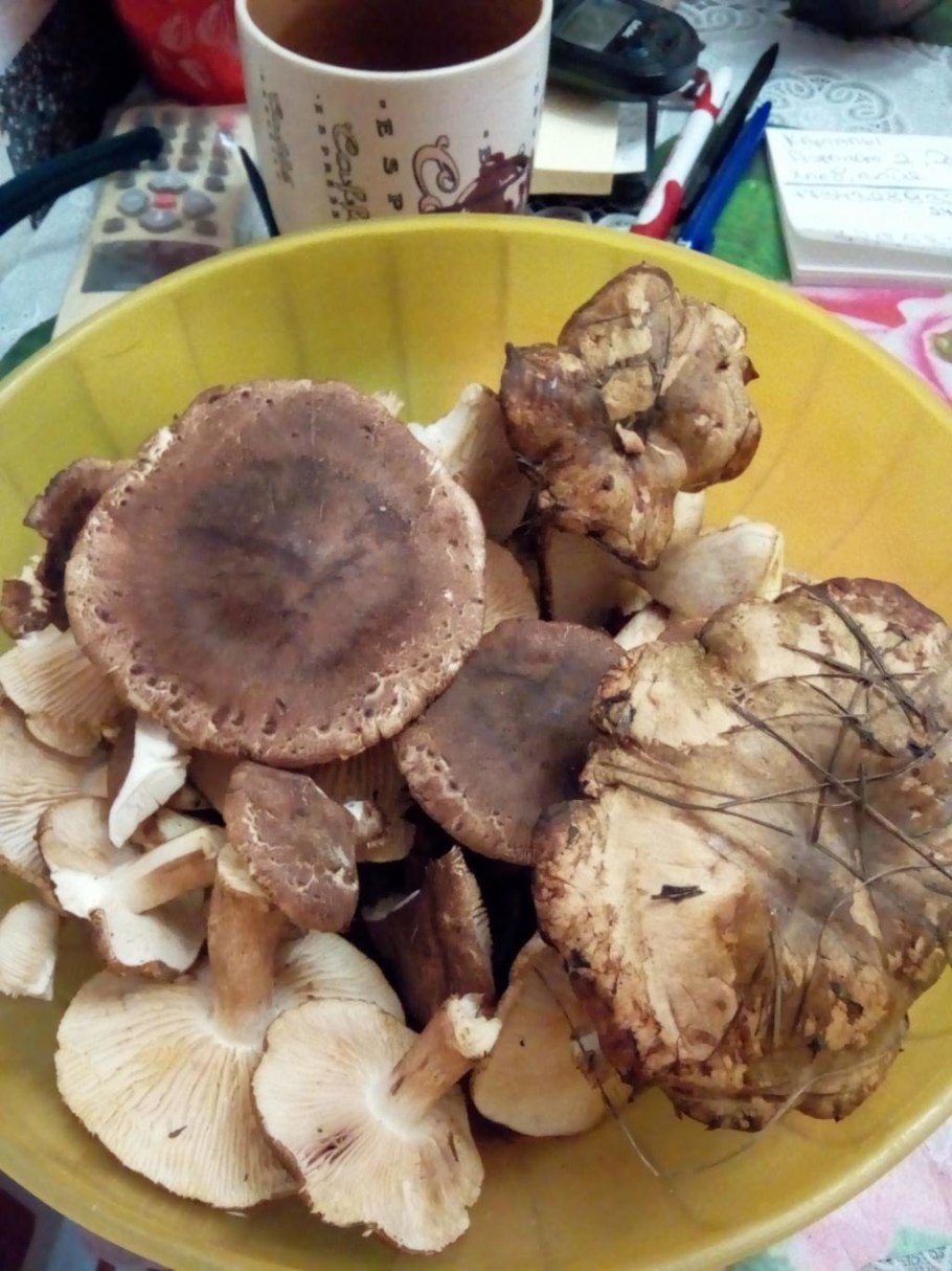 Грибы саратовской области съедобные рядовки