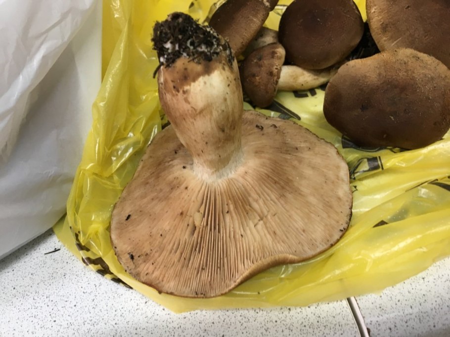 Рядовка Чешуйчатая Tricholoma imbricatum