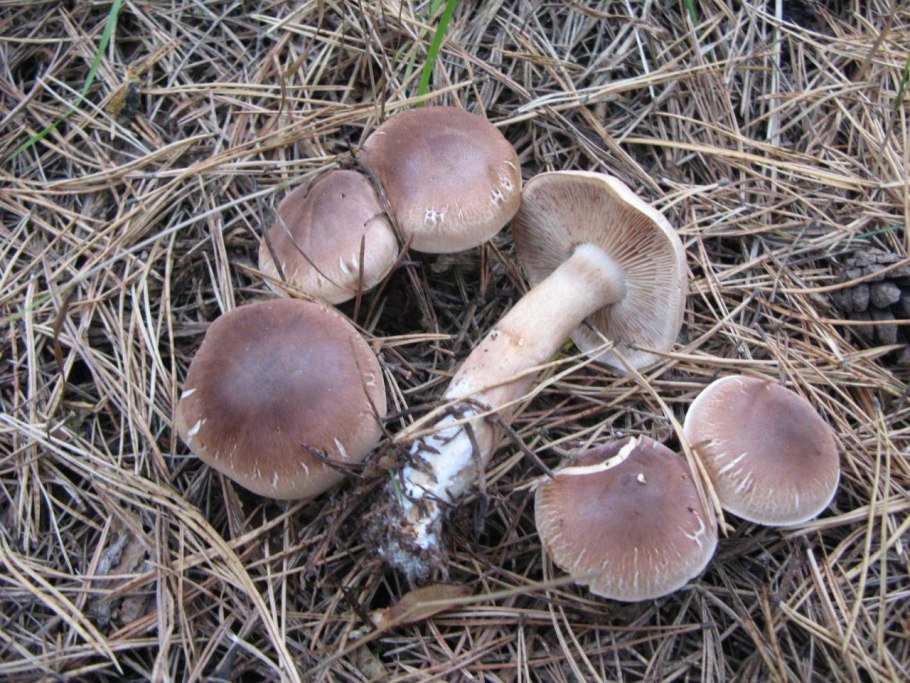 Рядовки сластушки