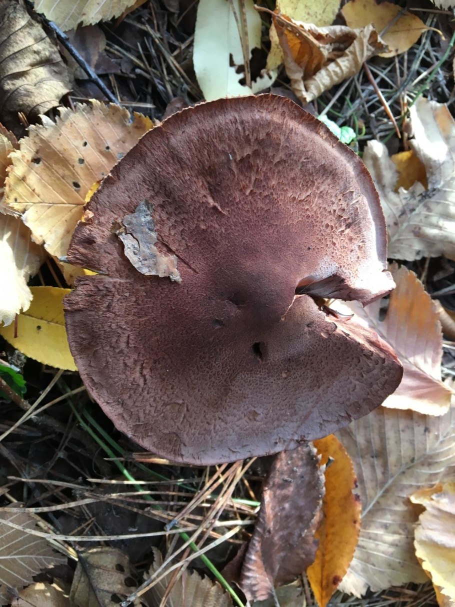 Рядовка чешуйчатая tricholoma imbricatum