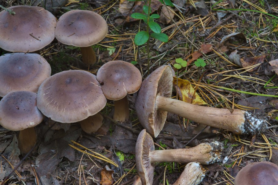 Рядовка чешуйчатая tricholoma imbricatum