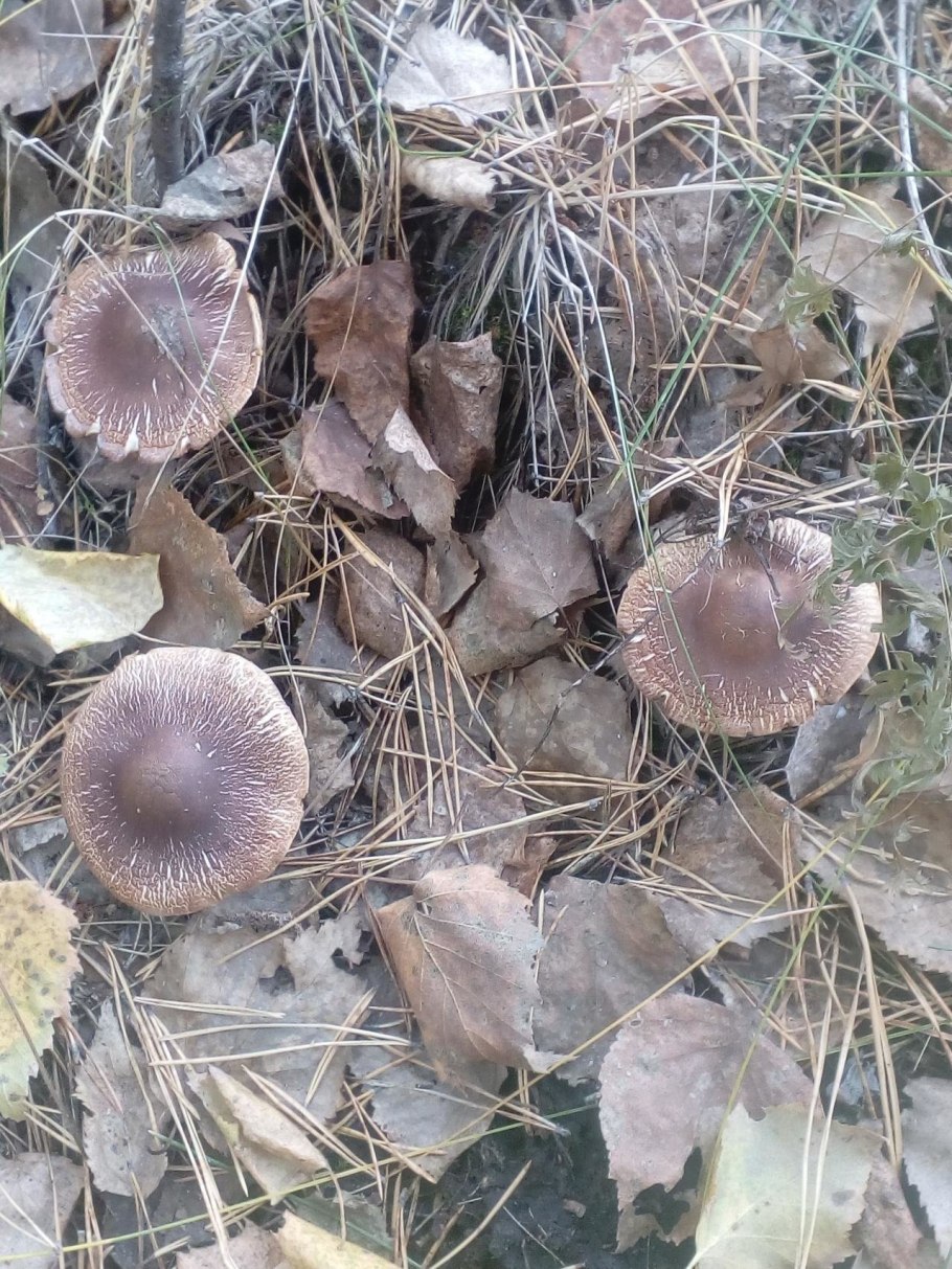 Рядовка сластушка