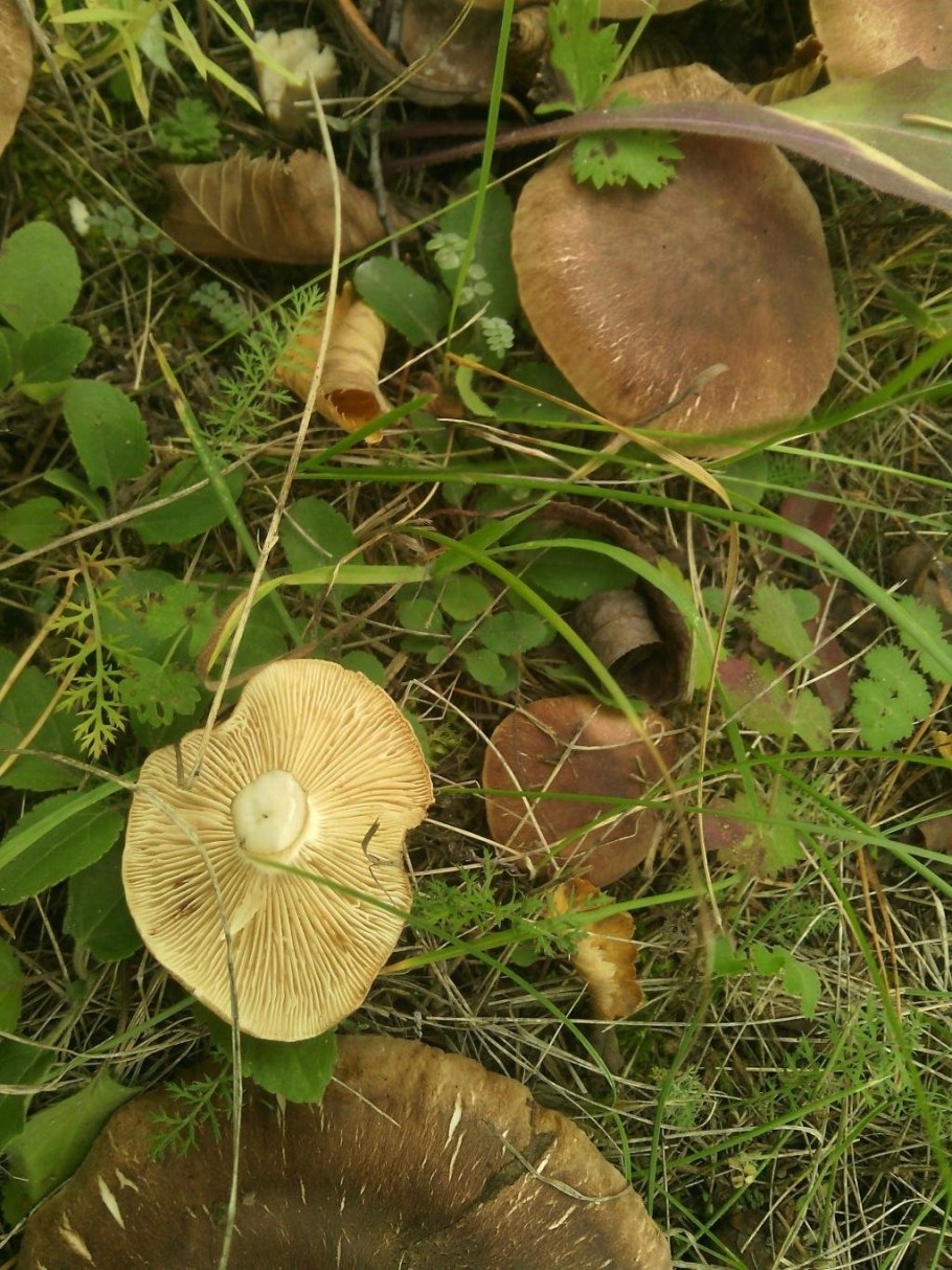 Рядовка Чешуйчатая Tricholoma imbricatum