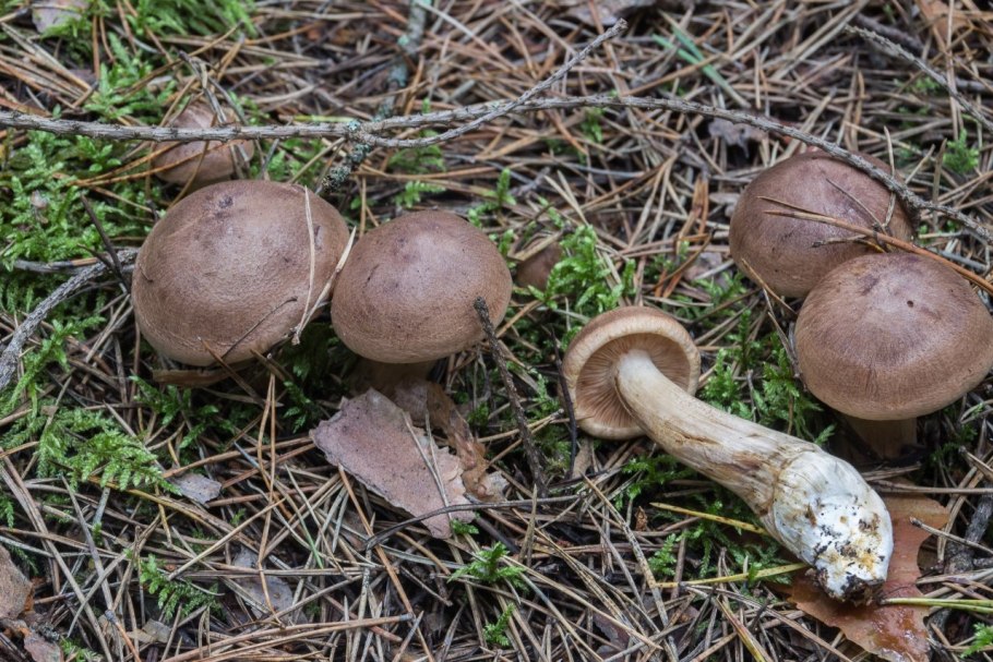 Рядовка коричневая Tricholoma imbricatum