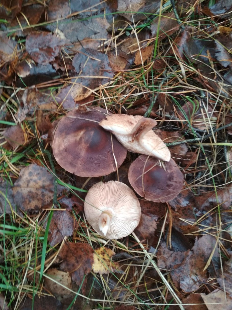 Рядовка коричневая Tricholoma imbricatum