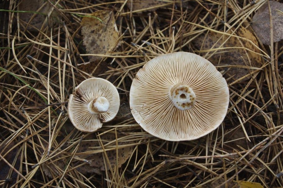 Рядовка коричневая Tricholoma imbricatum
