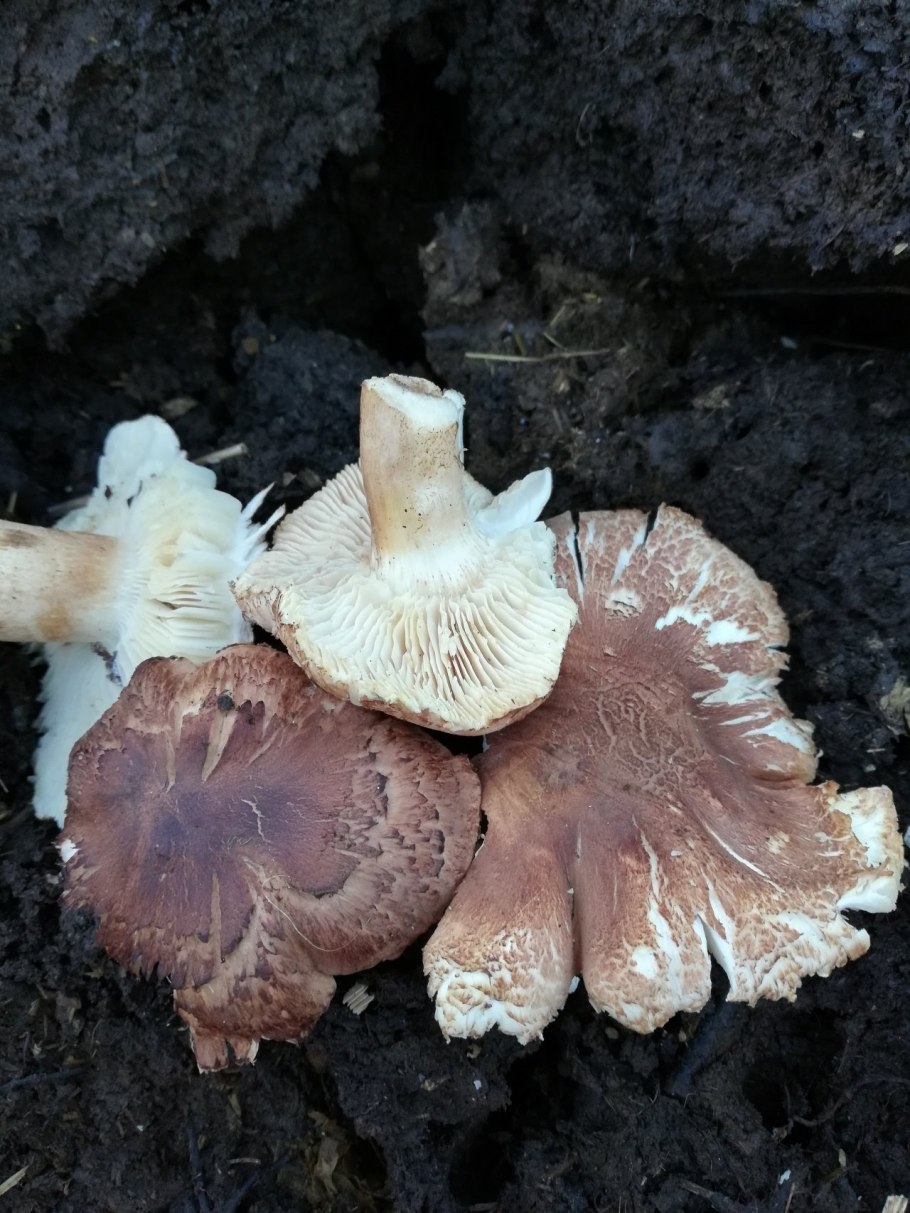 Tricholoma scalpturatum