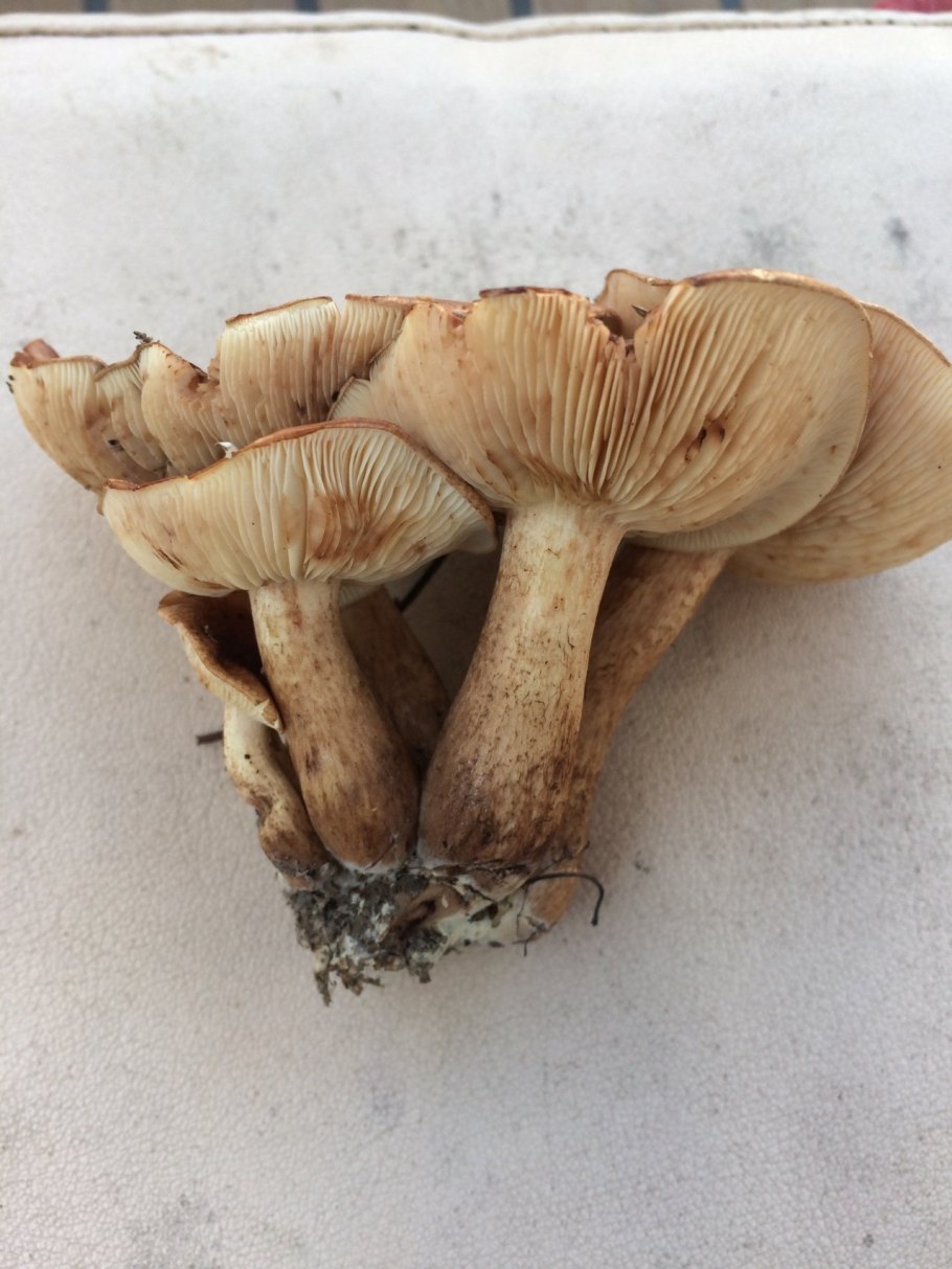 Млечник серо розовый lactarius helvus