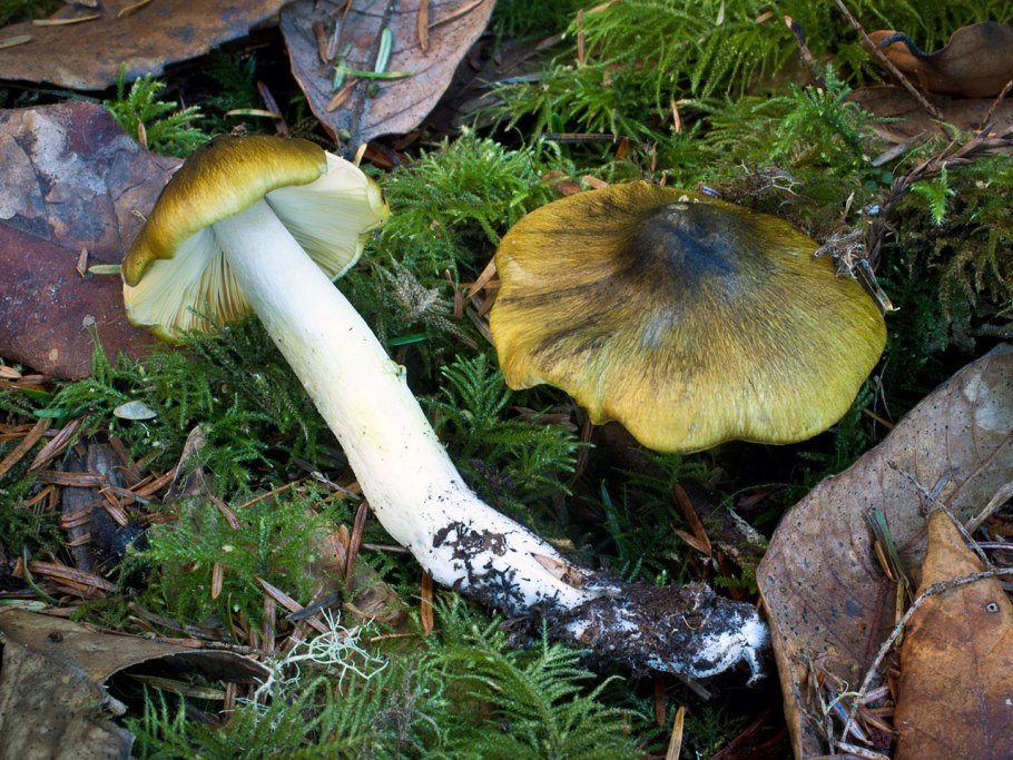 Рядовка обособленная Tricholoma sejunctum