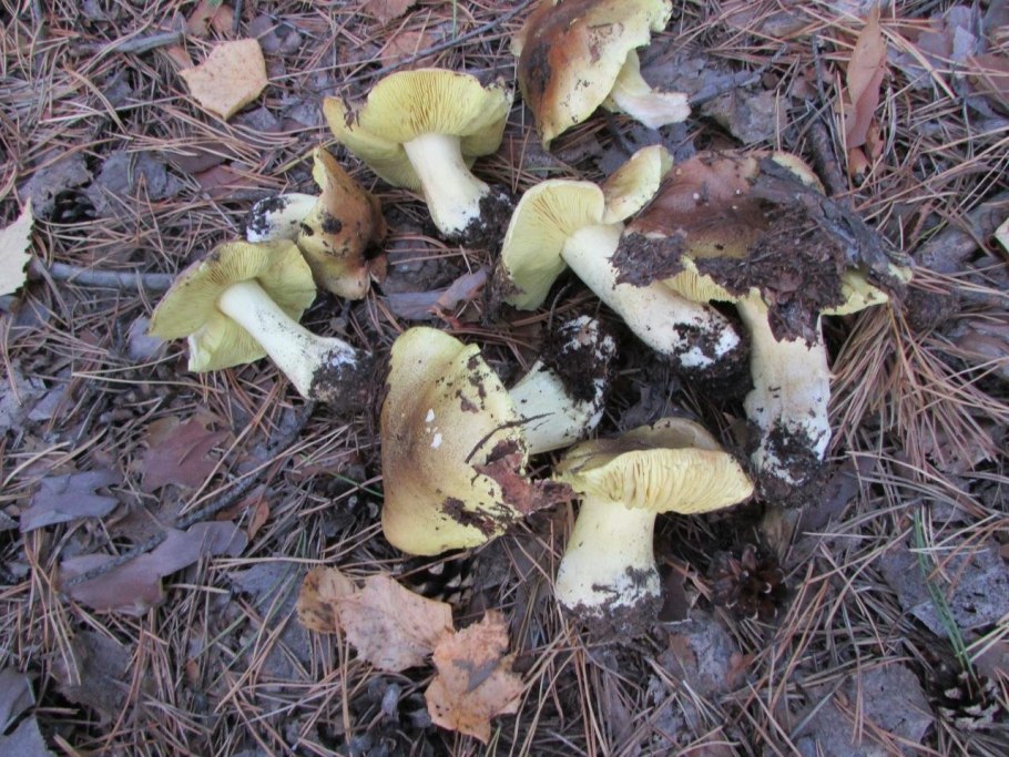 Рядовка осенняя