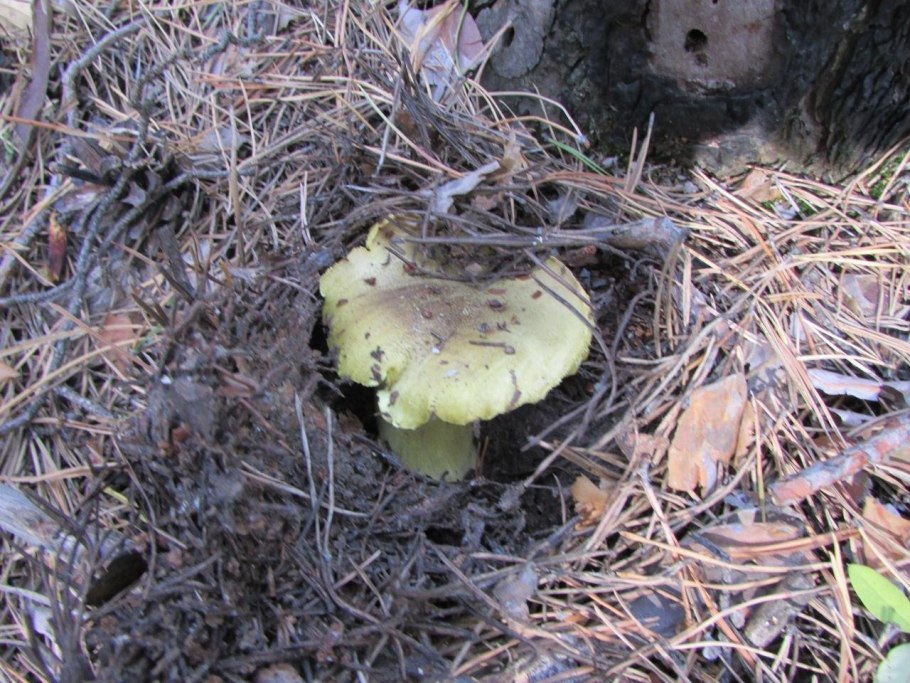 Рядовка серая Tricholoma portentosum.