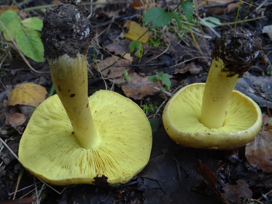 Зеленушка (Tricholoma equestre)