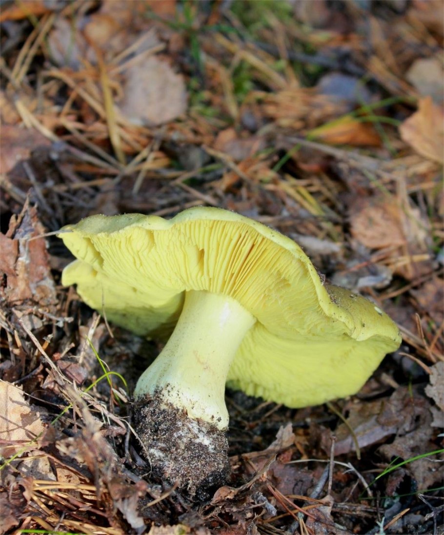 Зеленушка (Tricholoma equestre)