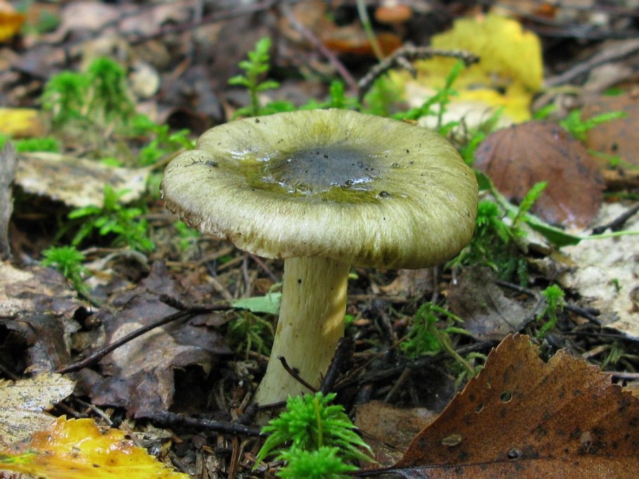 Рядовка Лиственная Tricholoma frondosae