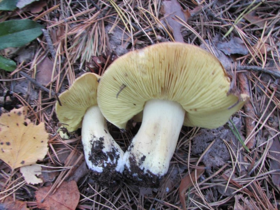 Рядовка зелёная ( Tricholoma equestre ).