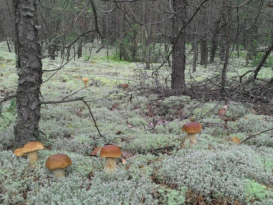 Поляна грибов в лесу