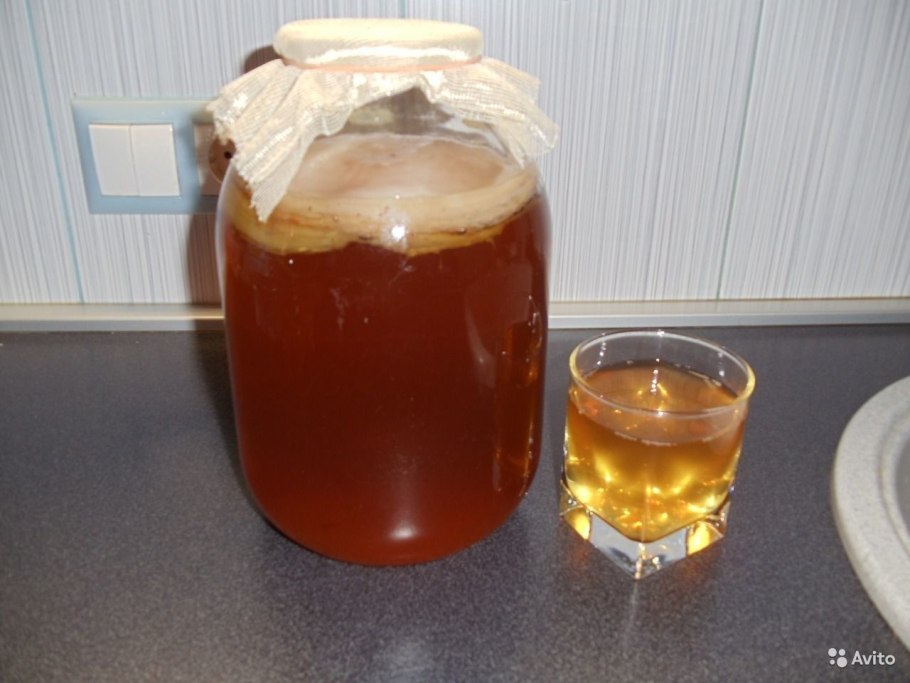 Чайный гриб - Комбуча