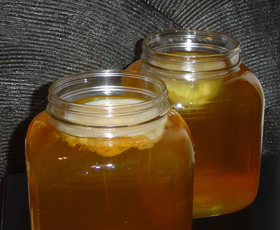 Kombucha чайный гриб