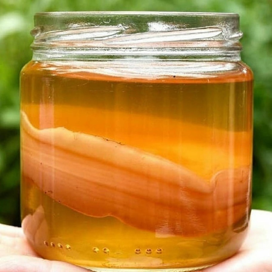 Чайный гриб квас