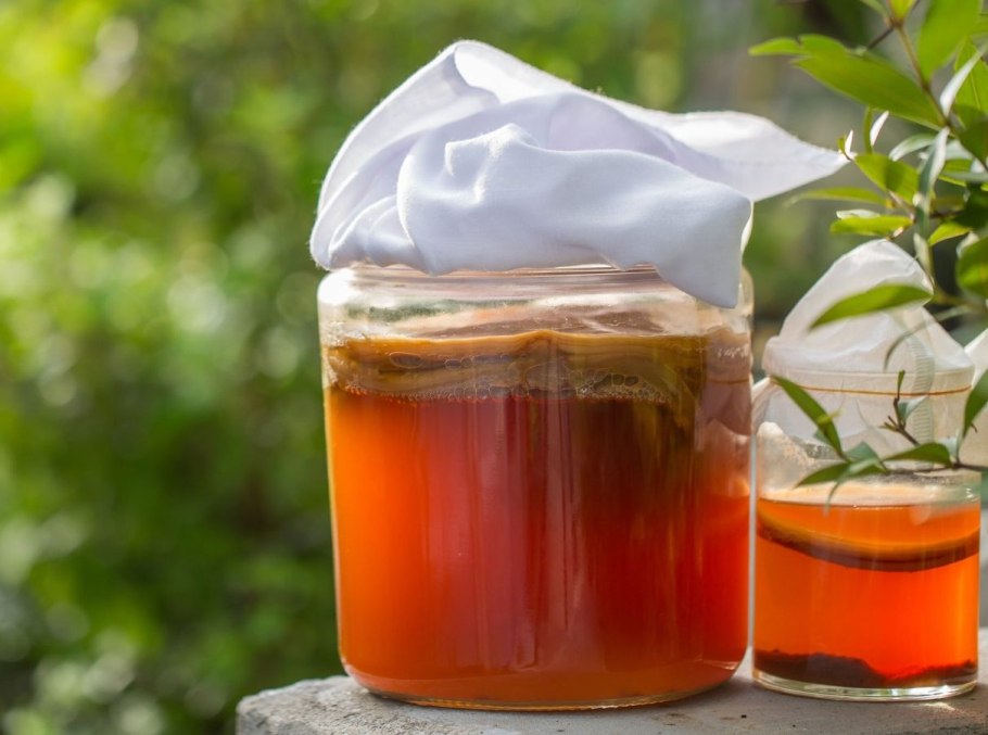 Комбуча или чайный гриб