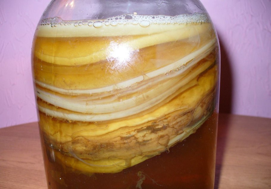 Чайный гриб медуза