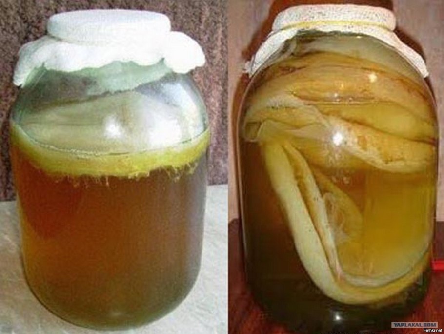 Напиток на чайном грибе Комбуча