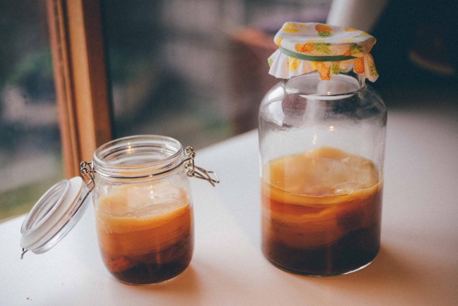 Молодой чайный гриб