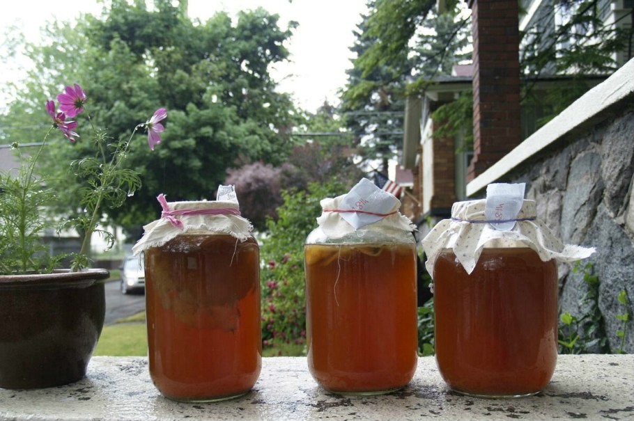 Чайный гриб медуза