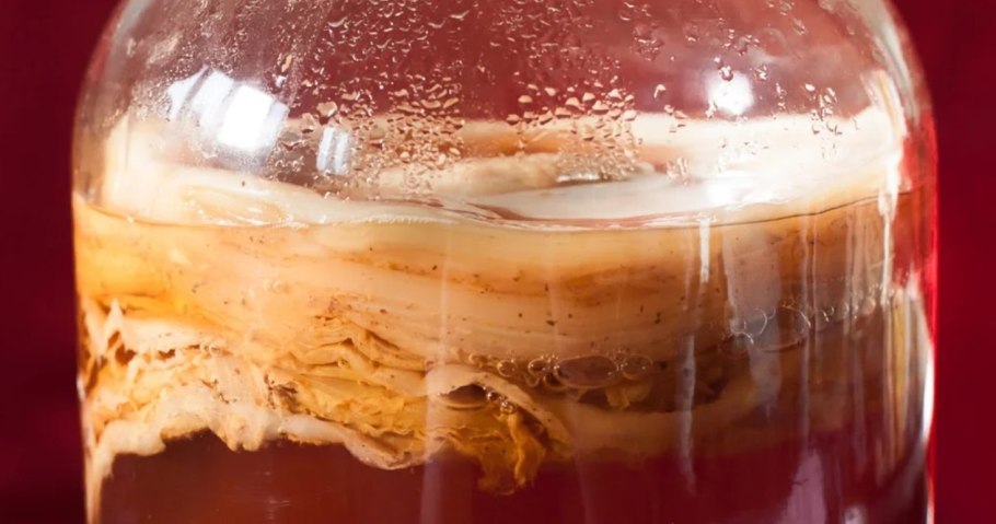 Kombucha чайный гриб