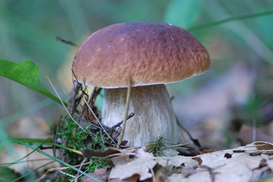 Boletus edulis – белый гриб